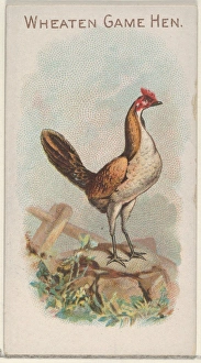 Wheaten Game Hen Prize Game Chickens series N20 Wheaten Game Hen Prize Game Chickens series N20
