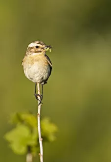 Images Dated 25th June 2006: Whinchat female perched carrying food, Saxicola rubetra, Finland