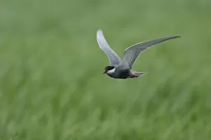 Images Dated 21st May 2006: Whiskered Tern adult summerplumage in flight Poland, Chlidonias hybrida