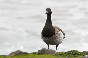 Images Dated 5th March 2011: White-bellied Brent Goose