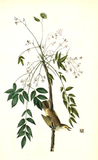 White-eyed Vireo, or Greenlet. Male. (Pride of China, or bead tree. Melia Azedarach White-eyed Vireo, or Greenlet. Male. (Pride of China, or bead tree. Melia Azedarach