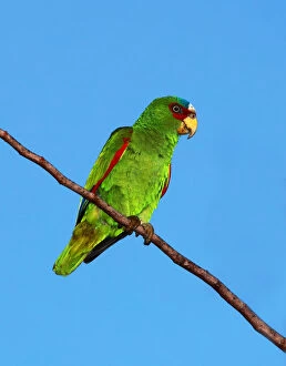 Images Dated 25th February 2012: White-fronted amazon