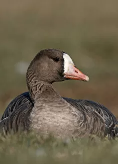 White Fronted Goose Gallery: White-fronted Goose in grass, Finland