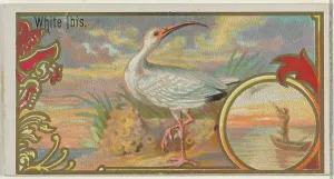 White Ibis Game Birds series N13 Allen & Ginter Cigarettes Brands White Ibis Game Birds series N13 Allen & Ginter Cigarettes Brands