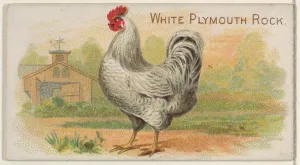 White Plymouth Rock Prize Game Chickens series White Plymouth Rock Prize Game Chickens series