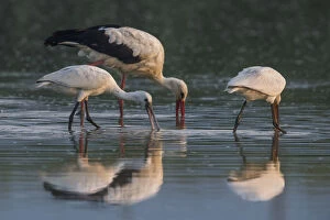 Images Dated 10th August 2014: White Stork and Eurasian Spoonbills foraging, Ciconia ciconia, Italy
