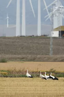 Images Dated 12th October 2008: White Stork group infront of windmills, Ciconia ciconia