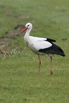 Images Dated 28th October 2007: White Stork at meadow Netherlands, Ciconia ciconia