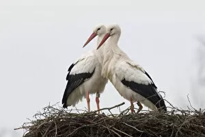 Images Dated 17th February 2007: White Stork a pair on nest, Ciconia ciconia