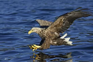 Images Dated 3rd August 2005: White-tailed Eagle adult catching fish, Haliaeetus albicilla, Norway