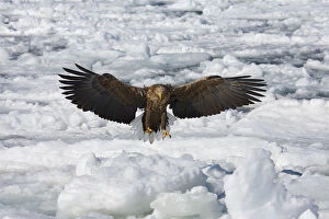 Images Dated 25th February 2007: White-tailed Eagle adult landing on ice, Haliaeetus albicilla