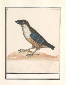 White-throated Dipper Waterspreeuw Numbered top left White-throated Dipper Waterspreeuw Numbered top left
