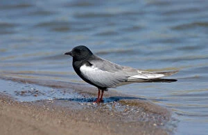 Images Dated 29th April 2007: White-winged Black Tern perched near water, Chlidonias niger
