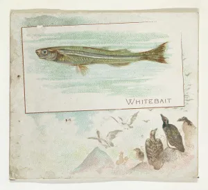 Whitebait Fish American Waters series N39 Allen & Ginter Cigarettes Whitebait Fish American Waters series N39 Allen & Ginter Cigarettes