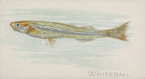 Whitebait Fish American Waters series N8 Allen & Ginter Cigarettes Brands Whitebait Fish American Waters series N8 Allen & Ginter Cigarettes Brands