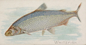 Whitefish Fish American Waters series N8 Allen & Ginter Cigarettes Brands Whitefish Fish American Waters series N8 Allen & Ginter Cigarettes Brands