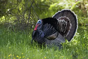 Images Dated 28th March 2010: Wild Turkey displaying, Meleagris gallopavo