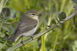 Images Dated 29th May 2011: Willow Warbler ssp acredula, Phylloscopus trochilus, Turkey