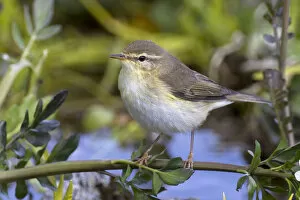 Images Dated 29th May 2011: Willow Warbler ssp acredula, Phylloscopus trochilus, Turkey
