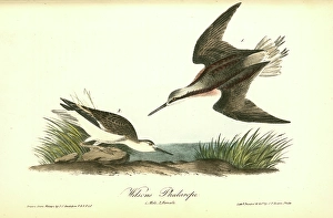Wilsons Phalarope. 1. Male. 2. Female., Audubon, John James, 1785-1851 Wilsons Phalarope. 1. Male. 2. Female., Audubon, John James, 1785-1851