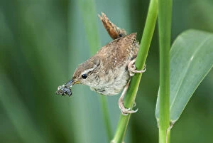 Images Dated 3rd August 2007: Winter Wren with food, Troglodytes hiemalis, Netherlands