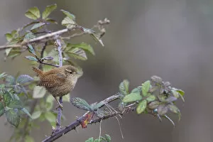 Images Dated 18th December 2011: Winter Wren perched on branch, Troglodytes hiemalis, Italy