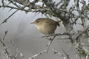 Images Dated 8th December 2005: Winter Wren perched, Troglodytes hiemalis