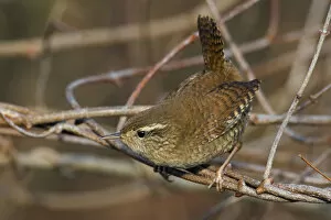 Images Dated 2nd January 2009: Winter Wren in the scrub, Troglodytes hiemalis, Italy