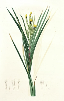 Witsnia Maura, Witsenia maure (unsigned), Bokmakieries Tail, Redoute, Pierre Joseph Witsnia Maura, Witsenia maure (unsigned), Bokmakieries Tail, Redoute, Pierre Joseph