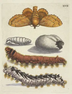 Wonderbare Rupsen De Europische insecten Merian Wonderbare Rupsen De Europische insecten Merian