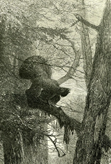 wood grouse, austria, 1891, large landform, mountain cock, vintage, old print, 19th century wood grouse, austria, 1891, large landform, mountain cock, vintage, old print, 19th century