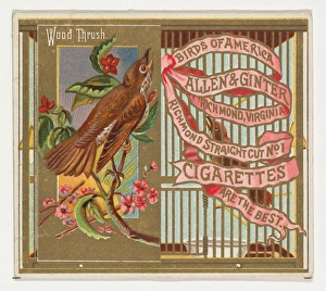 Wood Thrush Birds America series N37 Allen & Ginter Cigarettes Wood Thrush Birds America series N37 Allen & Ginter Cigarettes