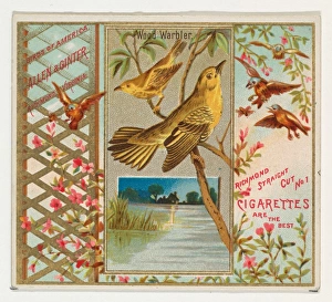 Wood Warbler Birds America series N37 Allen & Ginter Cigarettes Wood Warbler Birds America series N37 Allen & Ginter Cigarettes