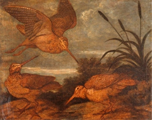 Woodcock at Dusk, Francis Barlow, 1626-1702, British Woodcock at Dusk, Francis Barlow, 1626-1702, British