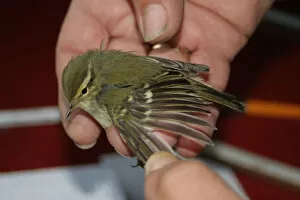 Images Dated 6th October 2005: Yellow-browed Warbler held in hand, Phylloscopus inornatus