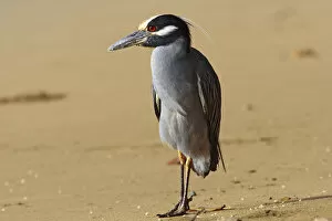Images Dated 10th December 2007: Yellow-crowned Night-Heron at the beach Tobago