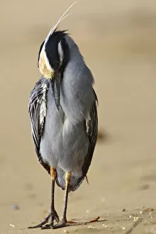 Images Dated 10th December 2007: Yellow-crowned Night-Heron preening at the beach Tobago