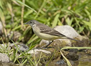 Images Dated 28th April 2007: Yellow Wagtail