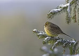 Images Dated 15th February 2005: Yellowhammer, Emberiza citrinella