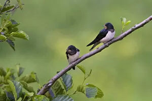 Images Dated 18th June 2007: Young Barn Swallows, Hirundo rustica, Netherlands
