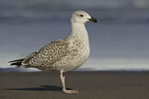 Images Dated 3rd October 2006: Young Great Black-backed Gull on the beach, Larus marinus