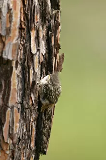 Images Dated 25th April 2003: Young Short-toed Treecreepers at nest, Certhia brachydactyla