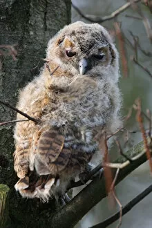 Images Dated 24th February 2008: Young Tawny Owl, Strix aluco