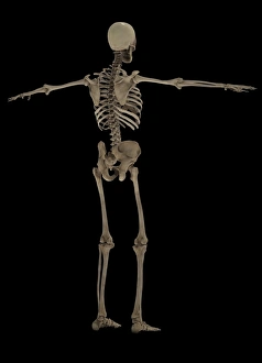 3D rendering of human skeletal system, rear view 3D rendering of human skeletal system, rear view