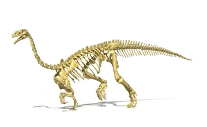 3D rendering of a Plateosaurus dinosaur skeleton 3D rendering of a Plateosaurus dinosaur skeleton