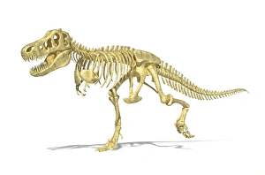 3D rendering of a Tyrannosaurus Rex dinosaur skeleton 3D rendering of a Tyrannosaurus Rex dinosaur skeleton