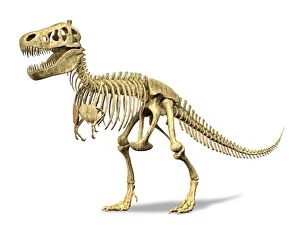 Spine Gallery: 3D rendering of a Tyrannosaurus Rex dinosaur skeleton