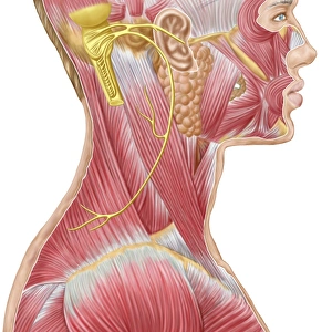 Accessory nerve view showing neck and facial muscles Accessory nerve view showing neck and facial muscles