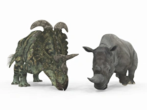 An adult Albertaceratops compared to a modern adult White Rhinoceros An adult Albertaceratops compared to a modern adult White Rhinoceros