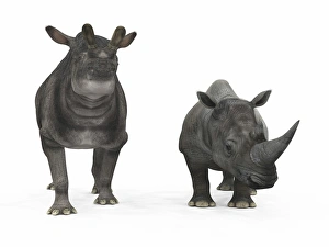 An adult Brontotherium compared to a modern adult White Rhinoceros An adult Brontotherium compared to a modern adult White Rhinoceros
